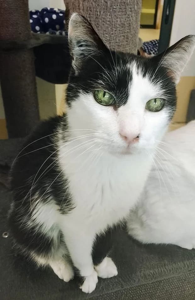 Domino, male European Shorthair for adoption at Fondation Brigitte Bardot, Paris