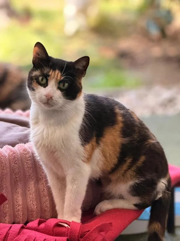 Minnie, female European Shorthair for adoption at Fondation Brigitte Bardot, Paris