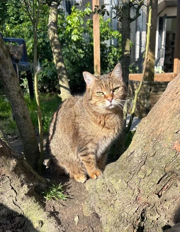 Helena, female European Shorthair for adoption at Fondation Brigitte Bardot, Paris