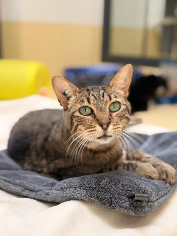 Sacha, male European Shorthair for adoption at Fondation Brigitte Bardot, Paris