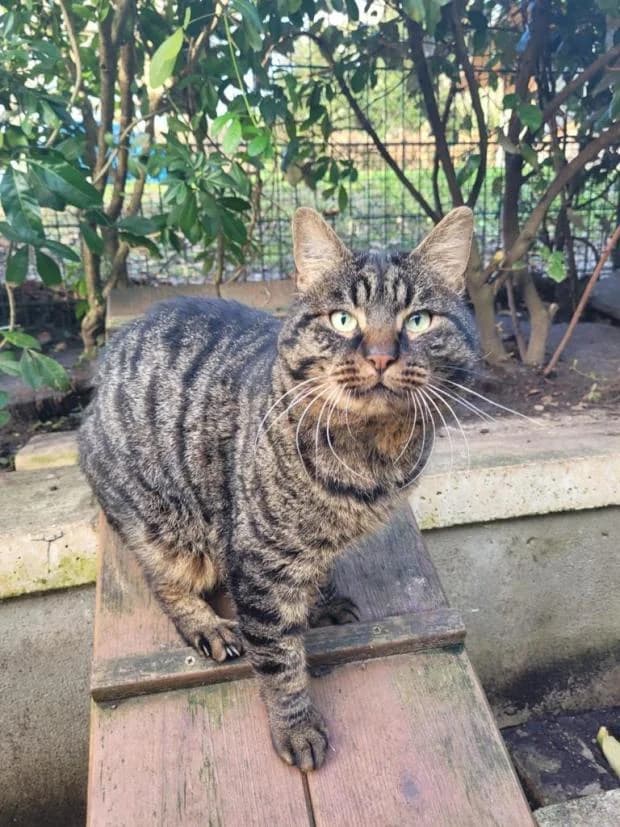 Kantum, male Mixed Breed for adoption at Fondation Brigitte Bardot, Paris