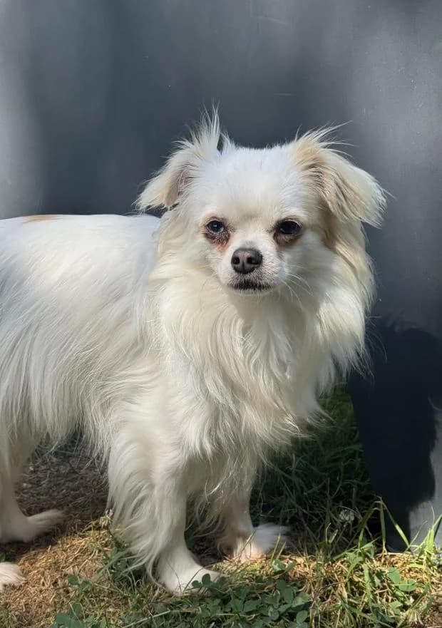 Berlin, male Mixed Breed for adoption at Fondation Brigitte Bardot, Paris
