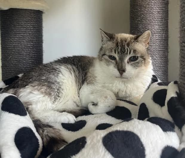 Bibi, female Siamese for adoption at Fondation Brigitte Bardot, Paris