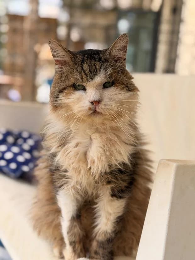 Zebulon, male Mixed Breed for adoption at Fondation Brigitte Bardot, Paris