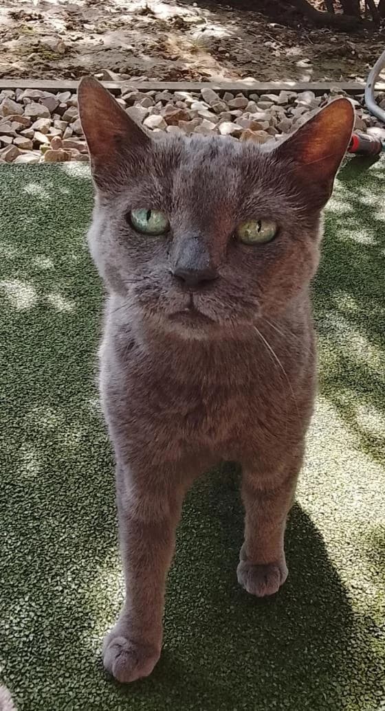 Ava, female European Shorthair for adoption at Fondation Brigitte Bardot, Paris
