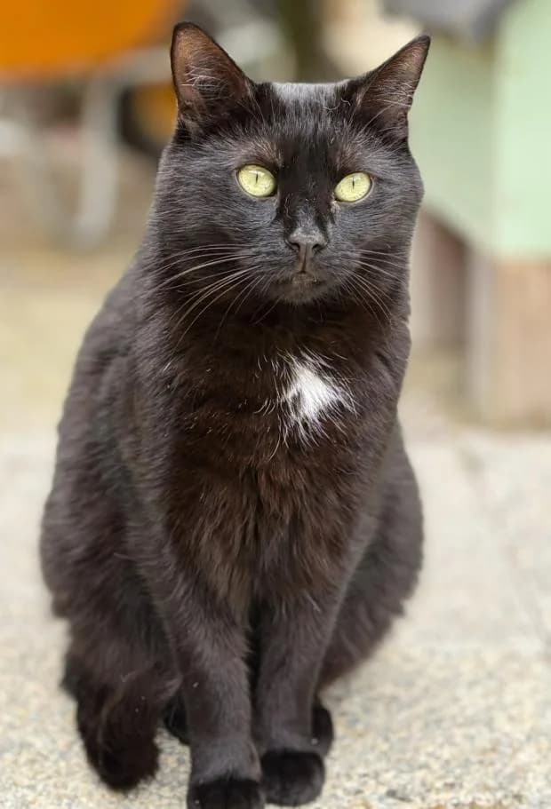 Buzz, male European Shorthair for adoption at Fondation Brigitte Bardot, Paris