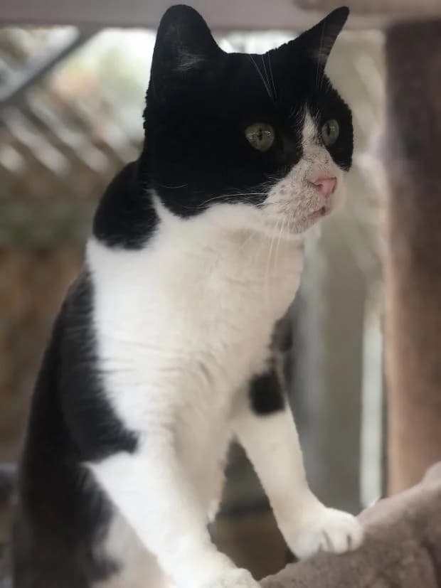 Bamboo, female European Shorthair for adoption at Fondation Brigitte Bardot, Paris
