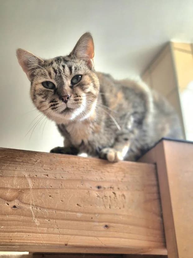 Ambre, female European Shorthair for adoption at Fondation Brigitte Bardot, Paris