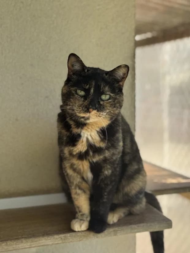 Antinea, female European Shorthair for adoption at Fondation Brigitte Bardot, Paris