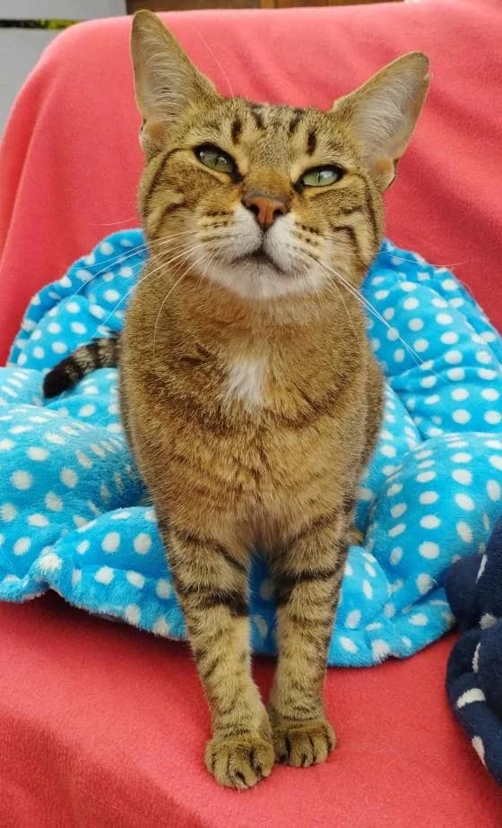Berenice, female European Shorthair for adoption at Fondation Brigitte Bardot, Paris