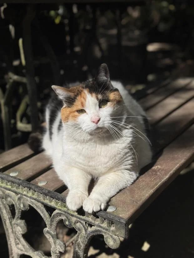 Nitokris, female European Shorthair for adoption at Fondation Brigitte Bardot, Paris