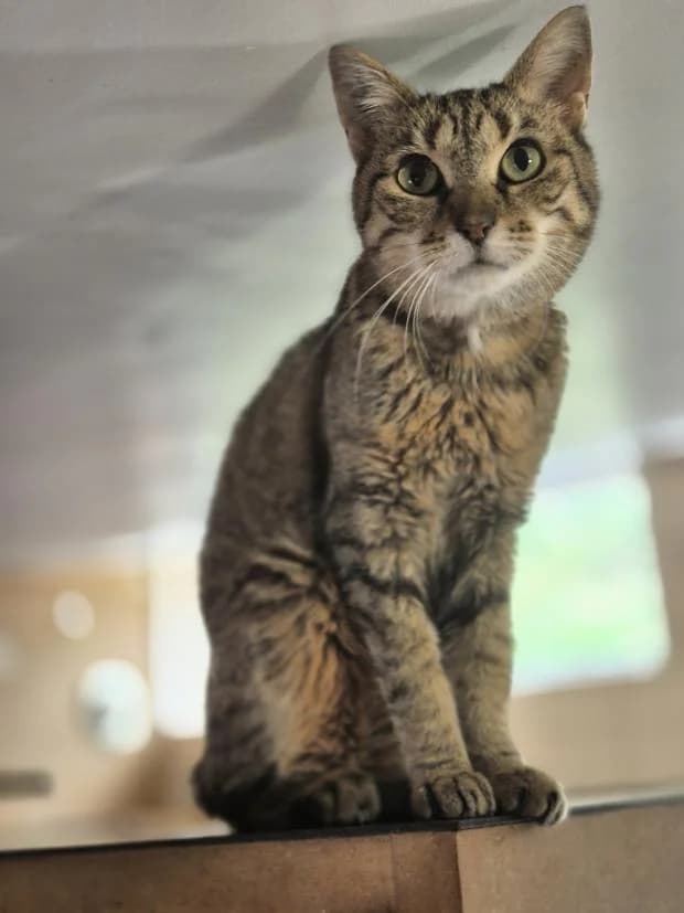 Roxane, female European Shorthair for adoption at Fondation Brigitte Bardot, Paris