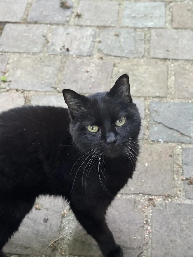 Moka, female Mixed Breed for adoption at Fondation Brigitte Bardot, Paris