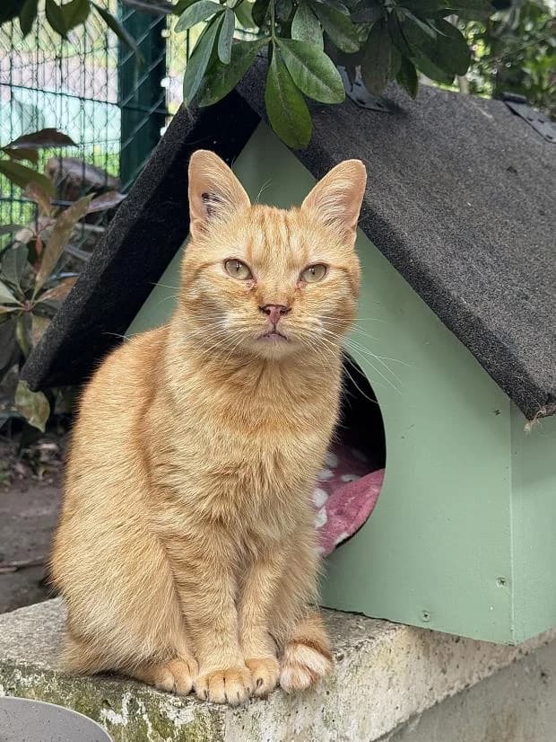 Aslan, male European Shorthair for adoption at Fondation Brigitte Bardot, Paris