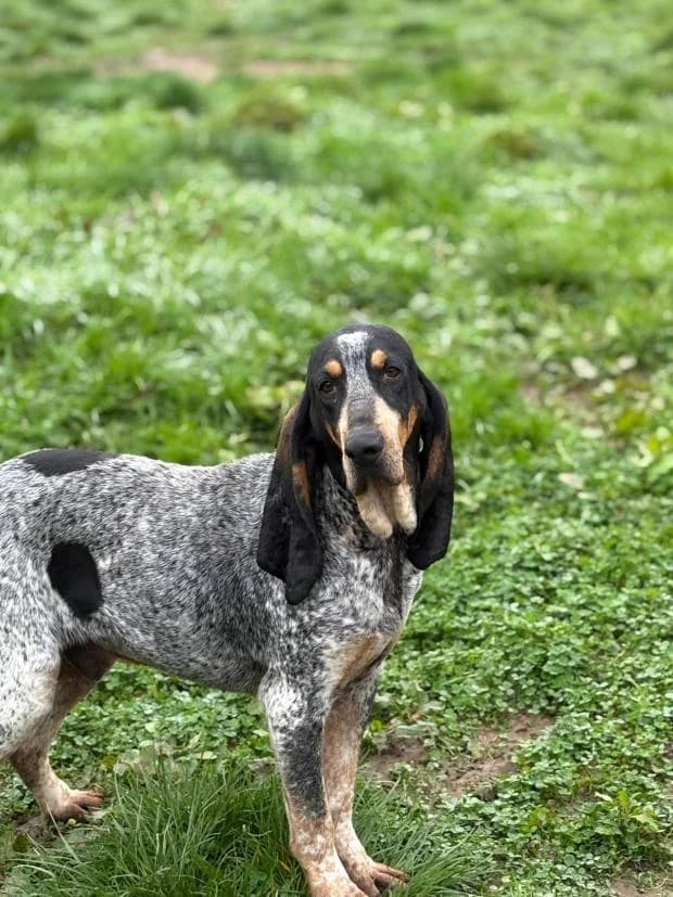 Vendy, male Mixed Breed for adoption at Fondation Brigitte Bardot, Paris