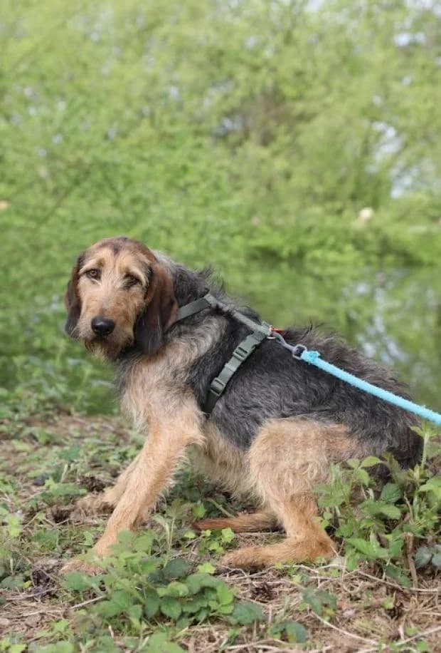 Violette, female Mixed Breed for adoption at Fondation Brigitte Bardot, Paris