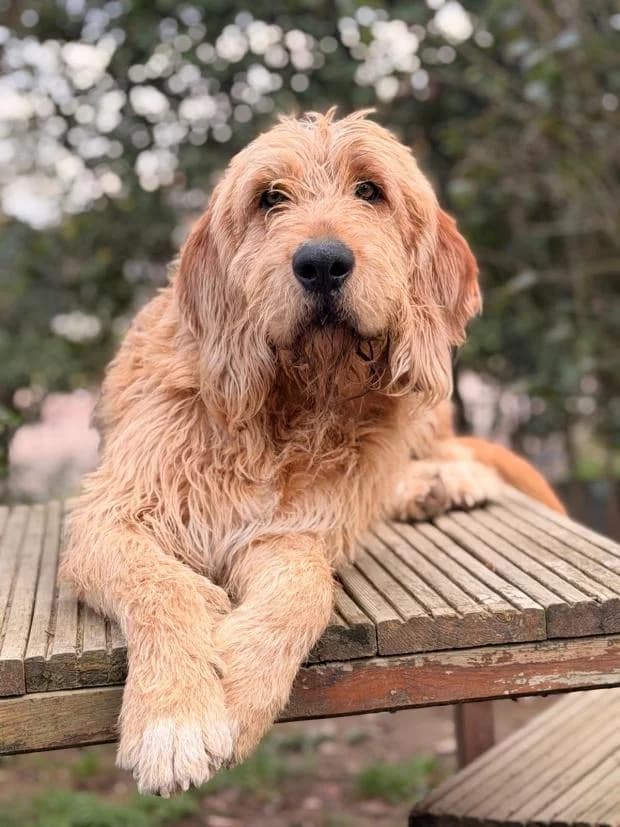 Volt, male Mixed Breed for adoption at Fondation Brigitte Bardot, Paris