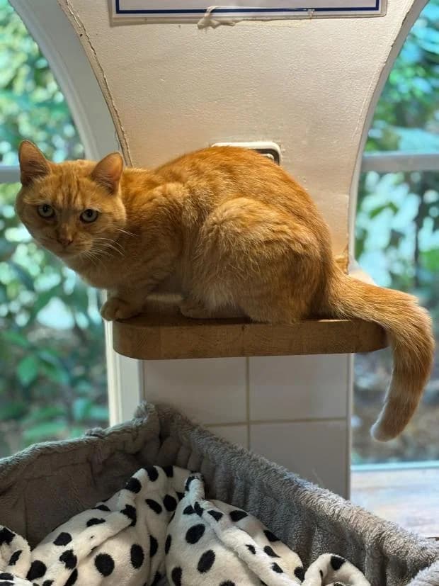 Malicia, female Mixed Breed for adoption at Fondation Brigitte Bardot, Paris