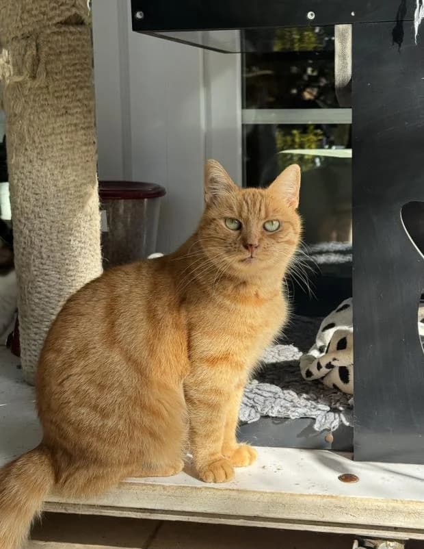 Maiev, female Mixed Breed for adoption at Fondation Brigitte Bardot, Paris