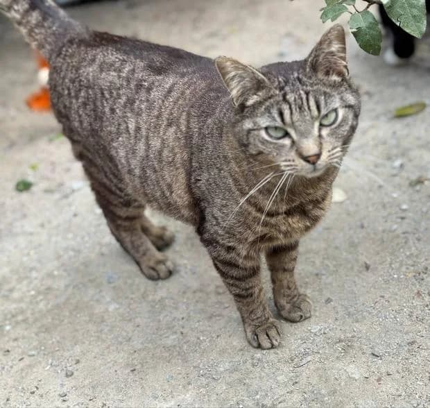 Scoubie, male European Shorthair for adoption at Fondation Brigitte Bardot, Paris