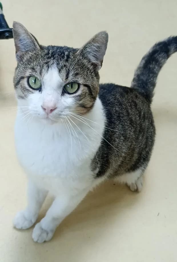 Gadjil, male European Shorthair for adoption at Fondation Brigitte Bardot, Paris