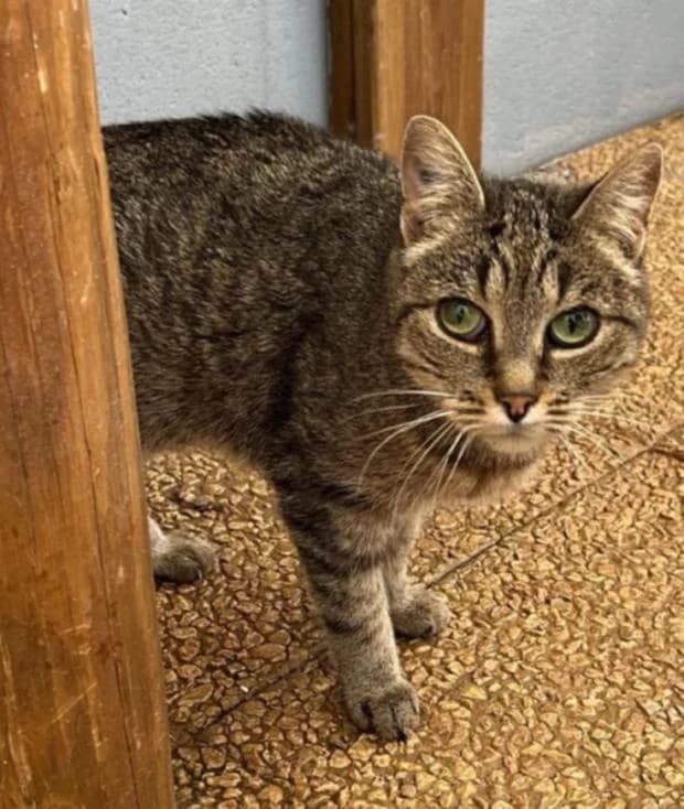 Annabeth, female European Shorthair for adoption at Fondation Brigitte Bardot, Paris