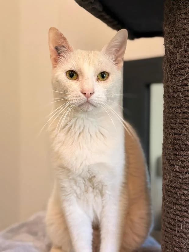 White, male Mixed Breed for adoption at Fondation Brigitte Bardot, Paris