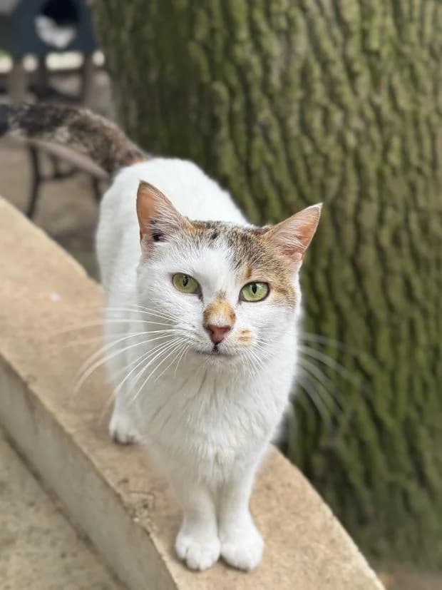 Fab, female European Shorthair for adoption at Fondation Brigitte Bardot, Paris