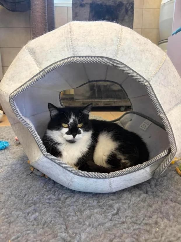 Willow, female European Shorthair for adoption at Fondation Brigitte Bardot, Paris