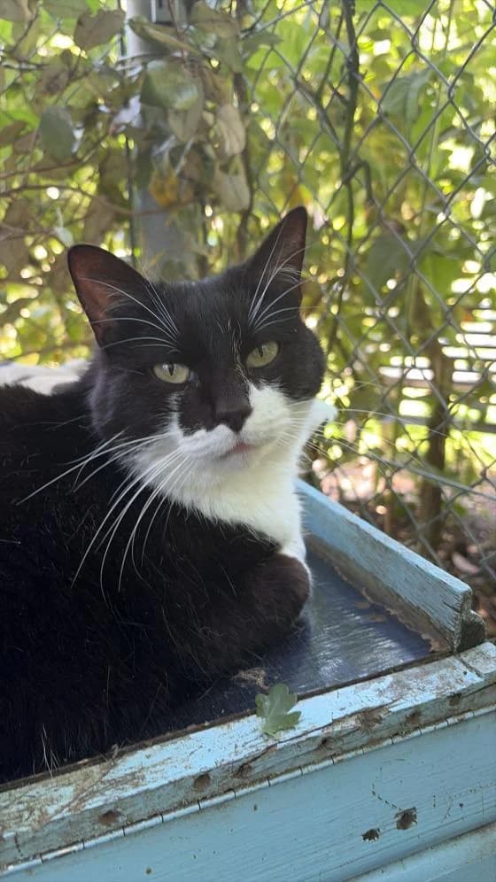 Vitaly Alias Chou-Fleur, male Mixed Breed for adoption at Fondation Brigitte Bardot, Paris