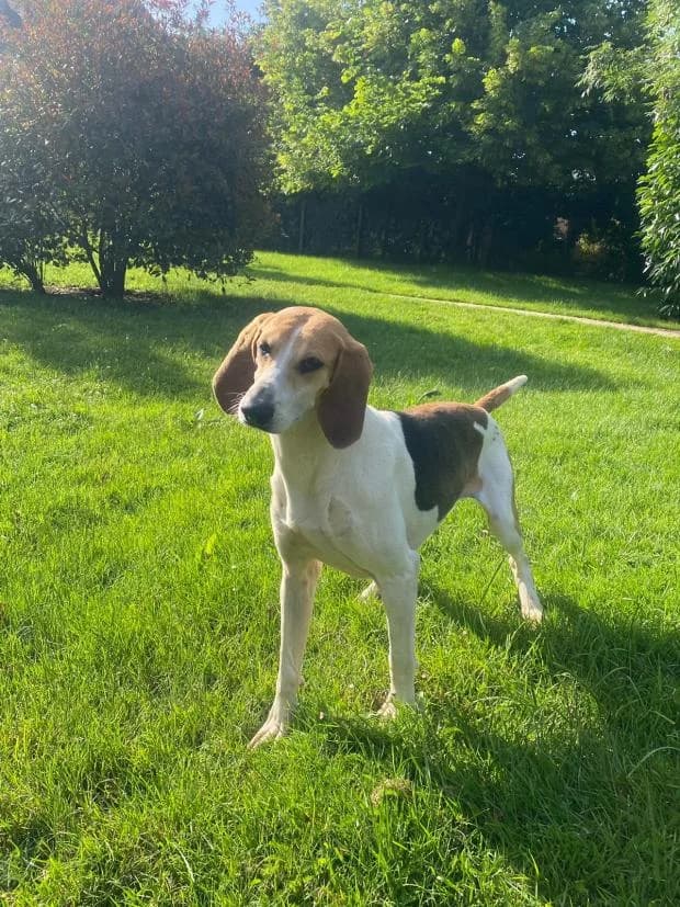 Symphonie, female Mixed Breed for adoption at Fondation Brigitte Bardot, Paris