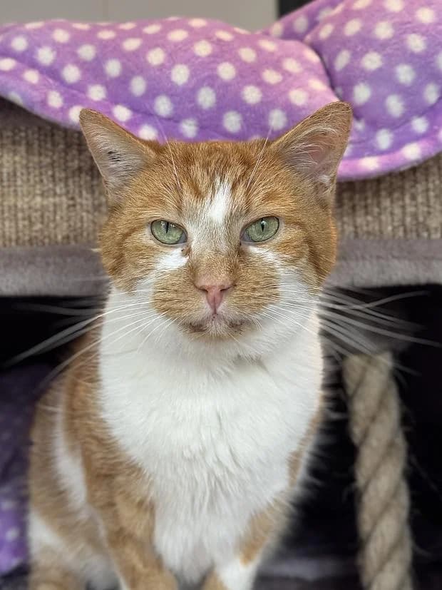 Tonnerre, male Mixed Breed for adoption at Fondation Brigitte Bardot, Paris