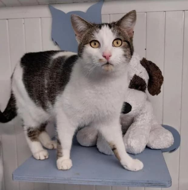 Tuktirey, male Mixed Breed for adoption at Fondation Brigitte Bardot, Paris