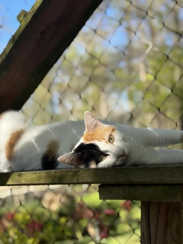 Neytiri, female European Shorthair for adoption at Fondation Brigitte Bardot, Paris