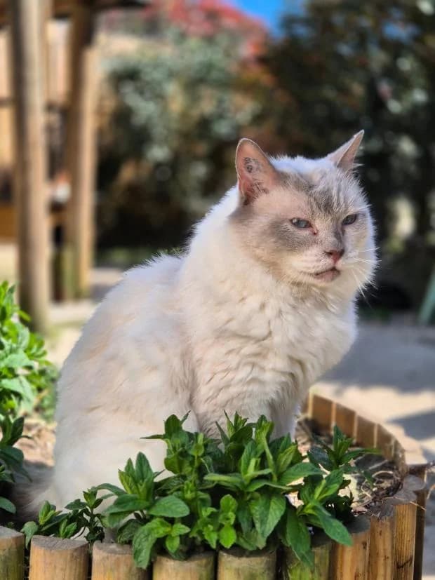 Maki, male Birman for adoption at Fondation Brigitte Bardot, Paris