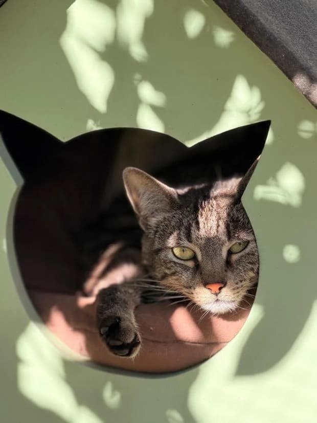 Milady, female European Shorthair for adoption at Fondation Brigitte Bardot, Paris