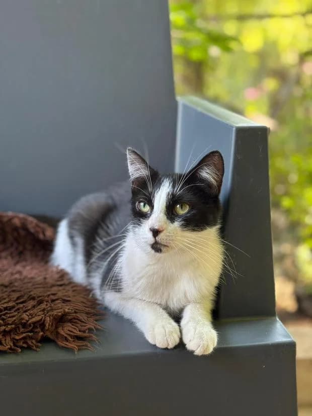 Guimauve, female European Shorthair for adoption at Fondation Brigitte Bardot, Paris