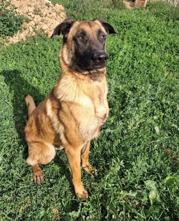 Bragi Dit Venom, male Mixed Breed for adoption at Fondation Brigitte Bardot, Paris