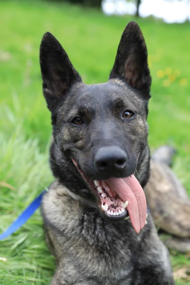 Vasco, male Mixed Breed for adoption at Fondation Brigitte Bardot, Paris