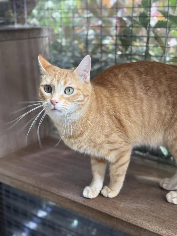 Widow, female European Shorthair for adoption at Fondation Brigitte Bardot, Paris