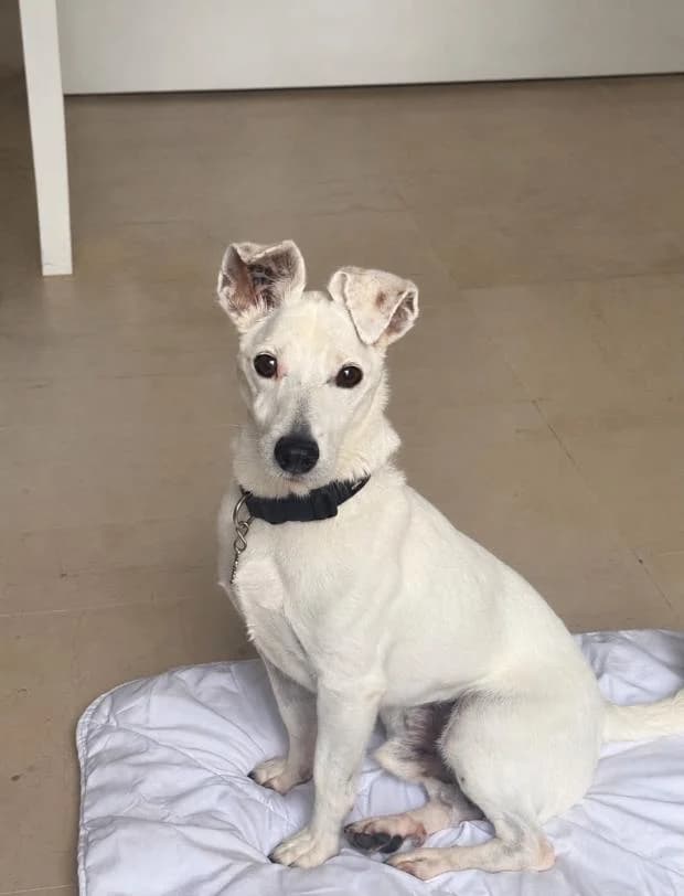 Whity, male Mixed Breed for adoption at Fondation Brigitte Bardot, Paris