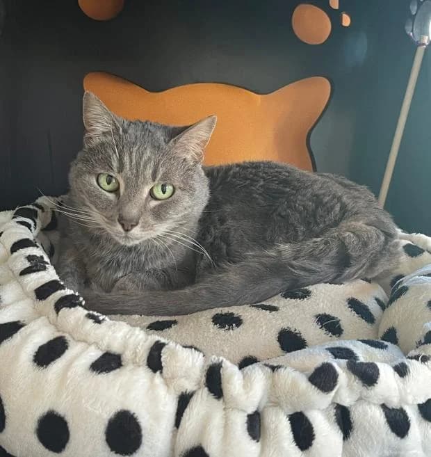 Souris, female European Shorthair for adoption at Fondation Brigitte Bardot, Paris