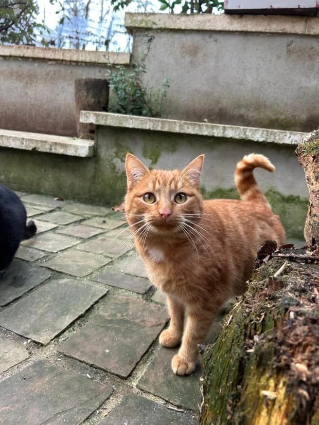 Rocky, male European Shorthair for adoption at Fondation Brigitte Bardot, Paris