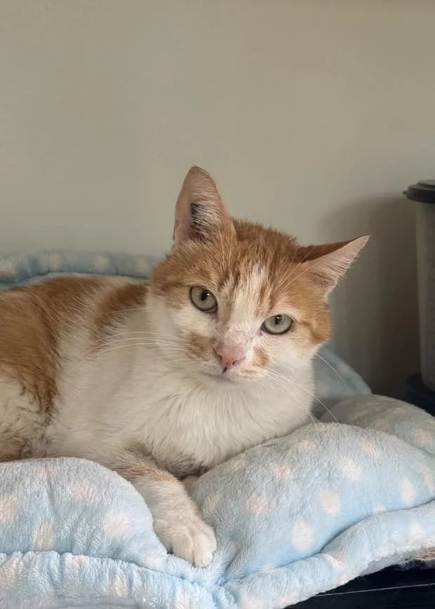 Max, male European Shorthair for adoption at Fondation Brigitte Bardot, Paris