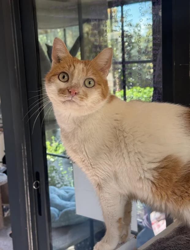 Max, male European Shorthair for adoption at Fondation Brigitte Bardot, Paris