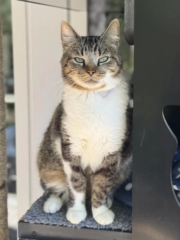 Pixel, male European Shorthair for adoption at Fondation Brigitte Bardot, Paris