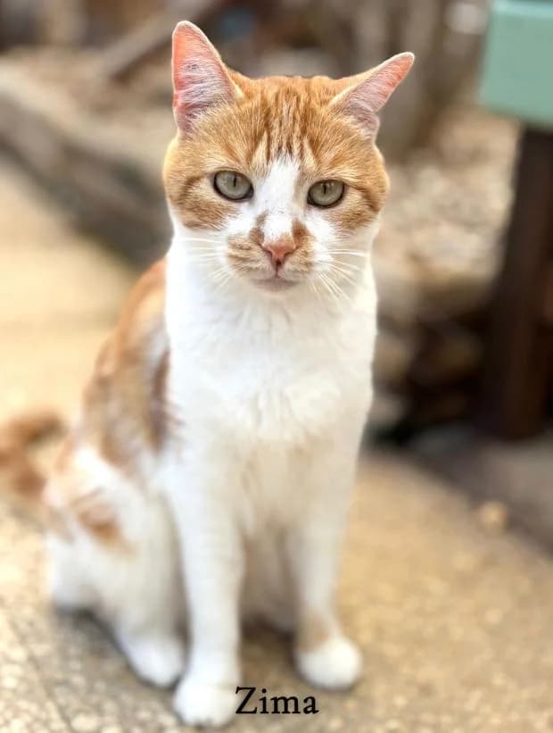 Zima, female European Shorthair for adoption at Fondation Brigitte Bardot, Paris