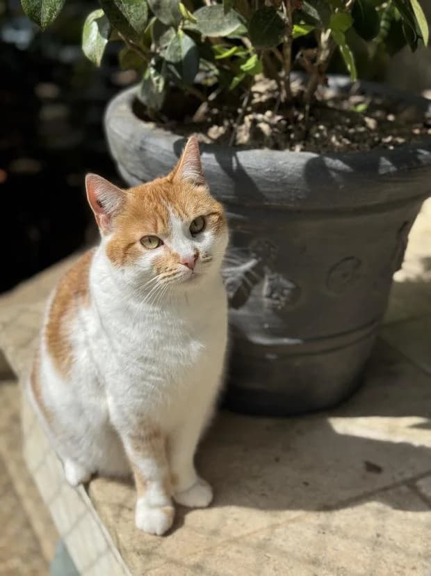 Ombelline, female European Shorthair for adoption at Fondation Brigitte Bardot, Paris