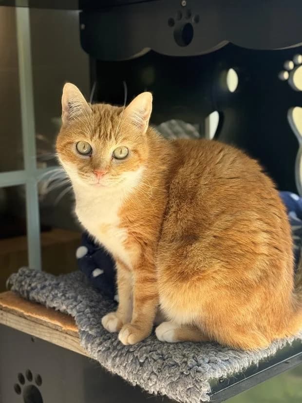 Pistache, female European Shorthair for adoption at Fondation Brigitte Bardot, Paris