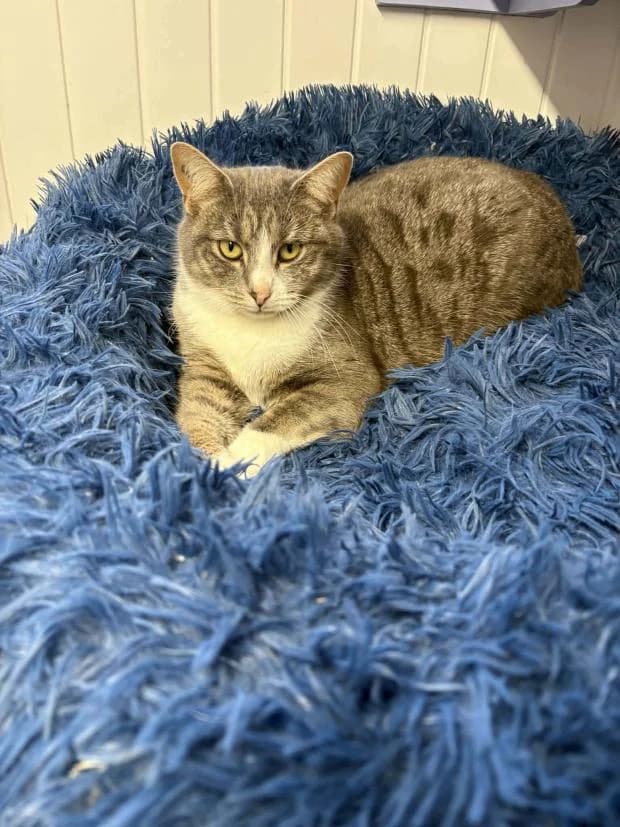 Gaia, female European Shorthair for adoption at Fondation Brigitte Bardot, Paris